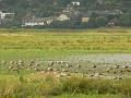 Geese, Pulborough Brooks P1120938